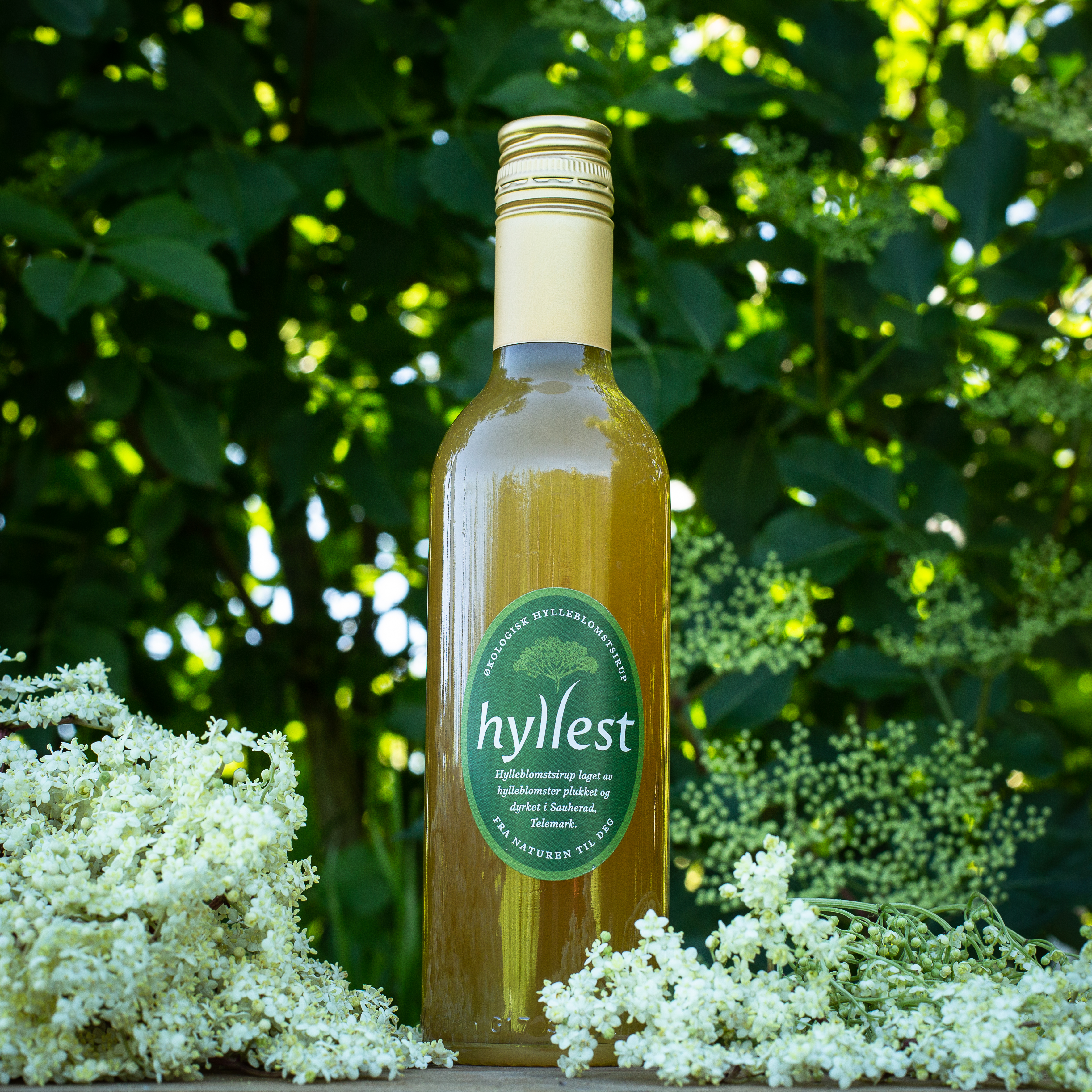 Hyllest