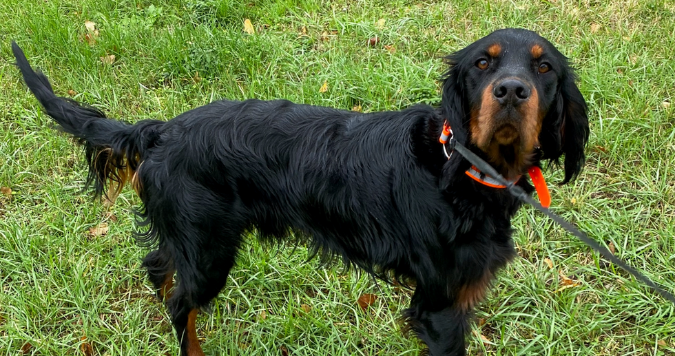 Gordon Setter