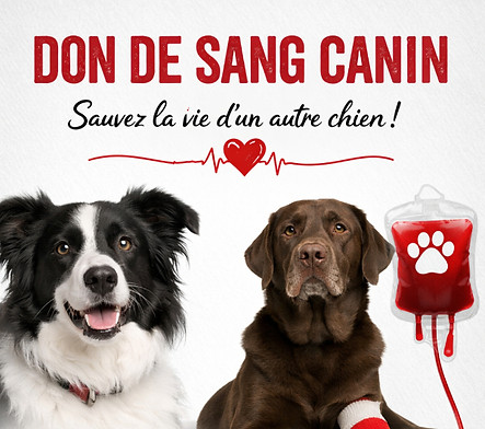 DON DE SANG_edited_edited.jpg