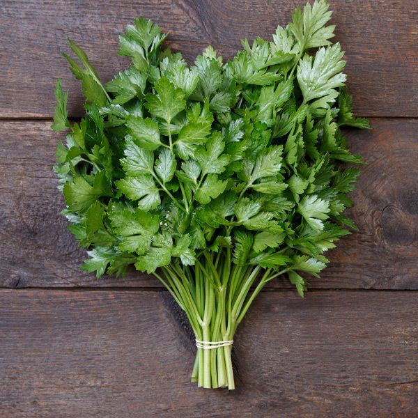 Parsley seedling