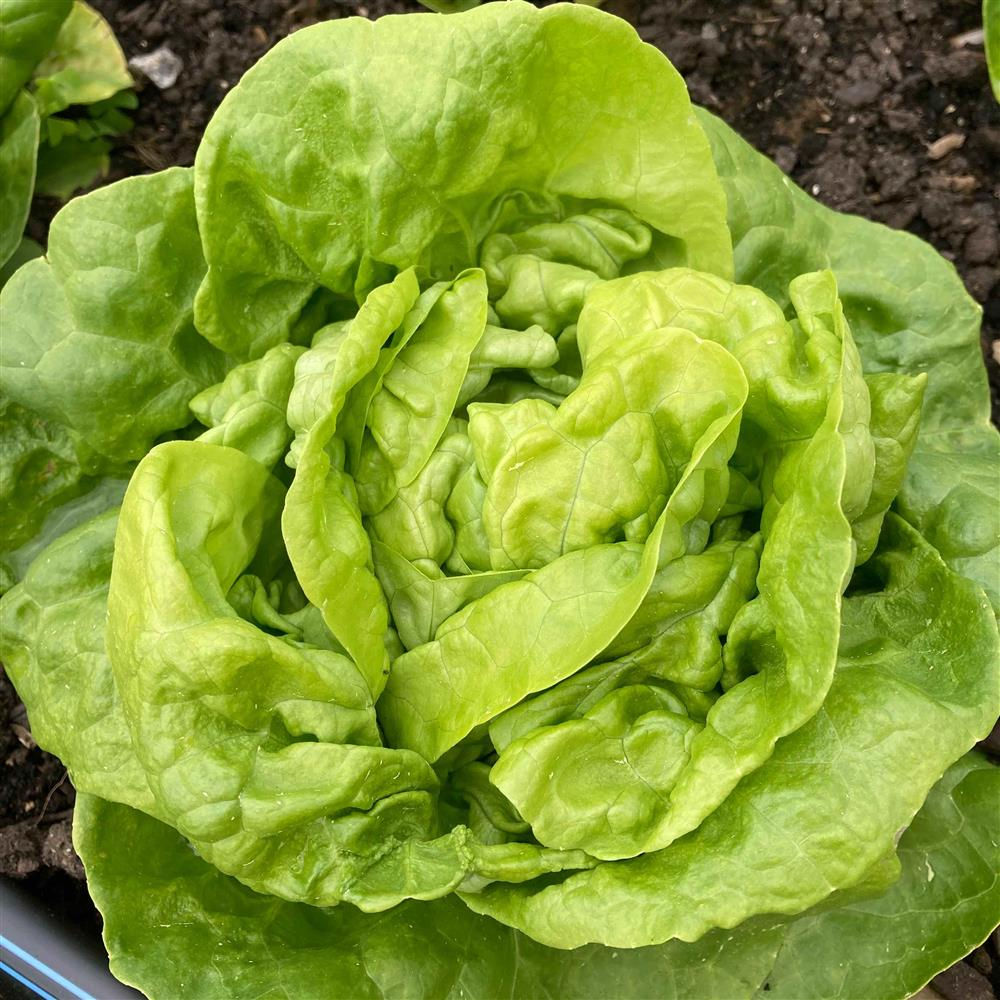 Green Butterhead Lettuce
