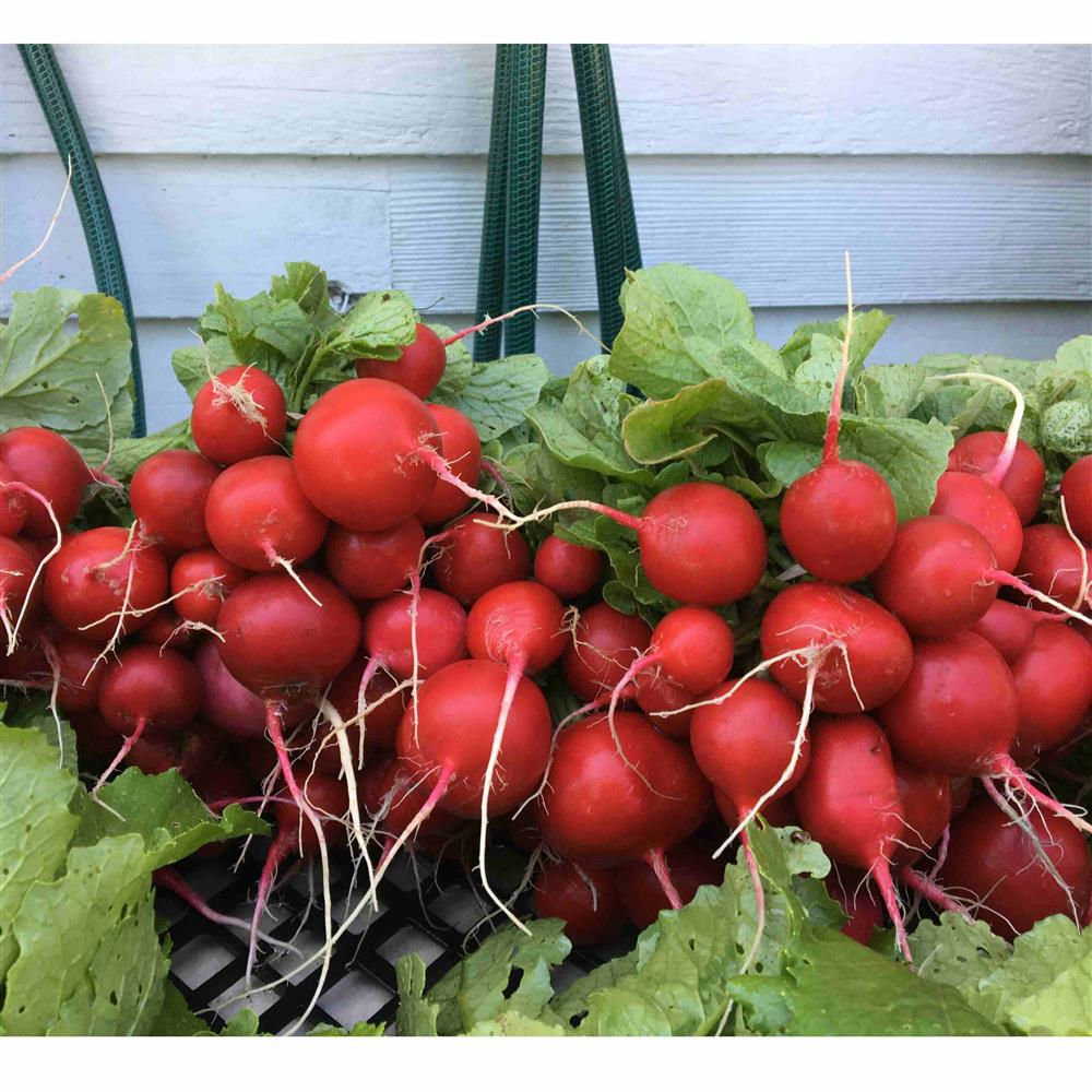 Red radish bunch