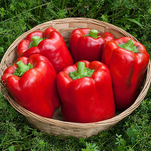 Red Bell Pepper / California Wonder