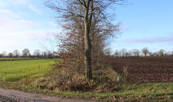 1. Referentie houtwal (eigen afbeelding).jpg