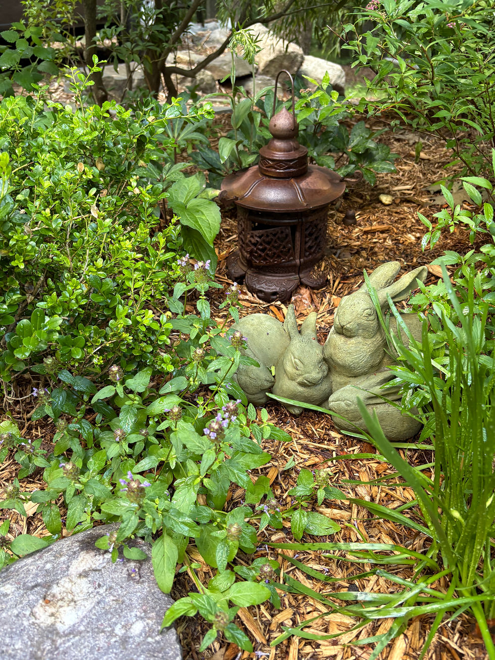 Self-heal (Prunella vulgaris) blooming quietly beneath the rabbits in my Healing Garden—a native wildflower I walked past for years before discovering its remarkable history.
