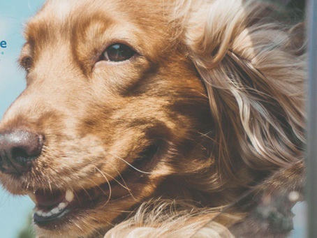 The Healing Power of Pets