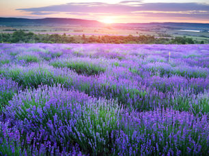 Lavender Essential Oil: The Soothing Scent of Tranquility