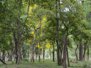 Sandalwood forest at Marayoor, near Munnar, Kerala, India