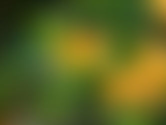Close-up of ripe sweet oranges on the tree in morning light