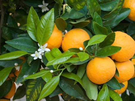 Close-up of ripe sweet oranges on the tree in morning light
