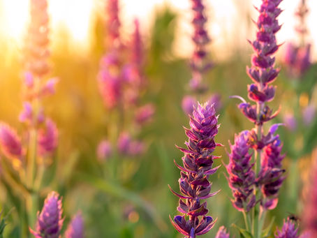 Flowering clary sage plant illuminated by morning sunlight