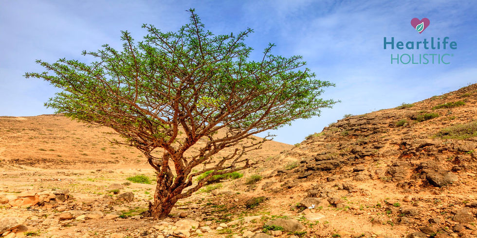 Frankincense, referred to as the "King of Oils" connects the earthly with the divine.