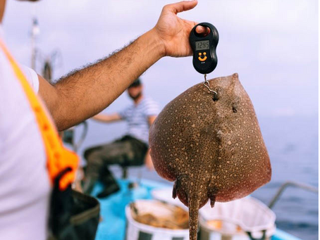 Sharks and rays: they’re not scary yet they’re under threat