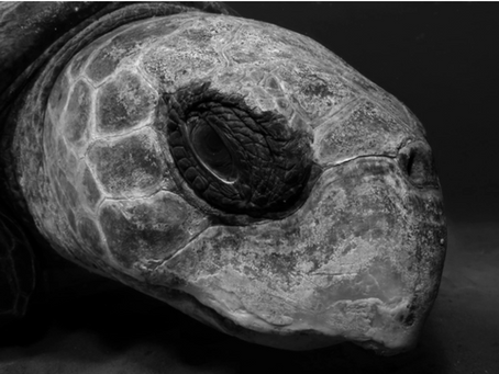 Longevity records in sea turtles