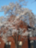 tree in bloom.jpg