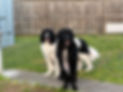 IMG_1935.jpeg