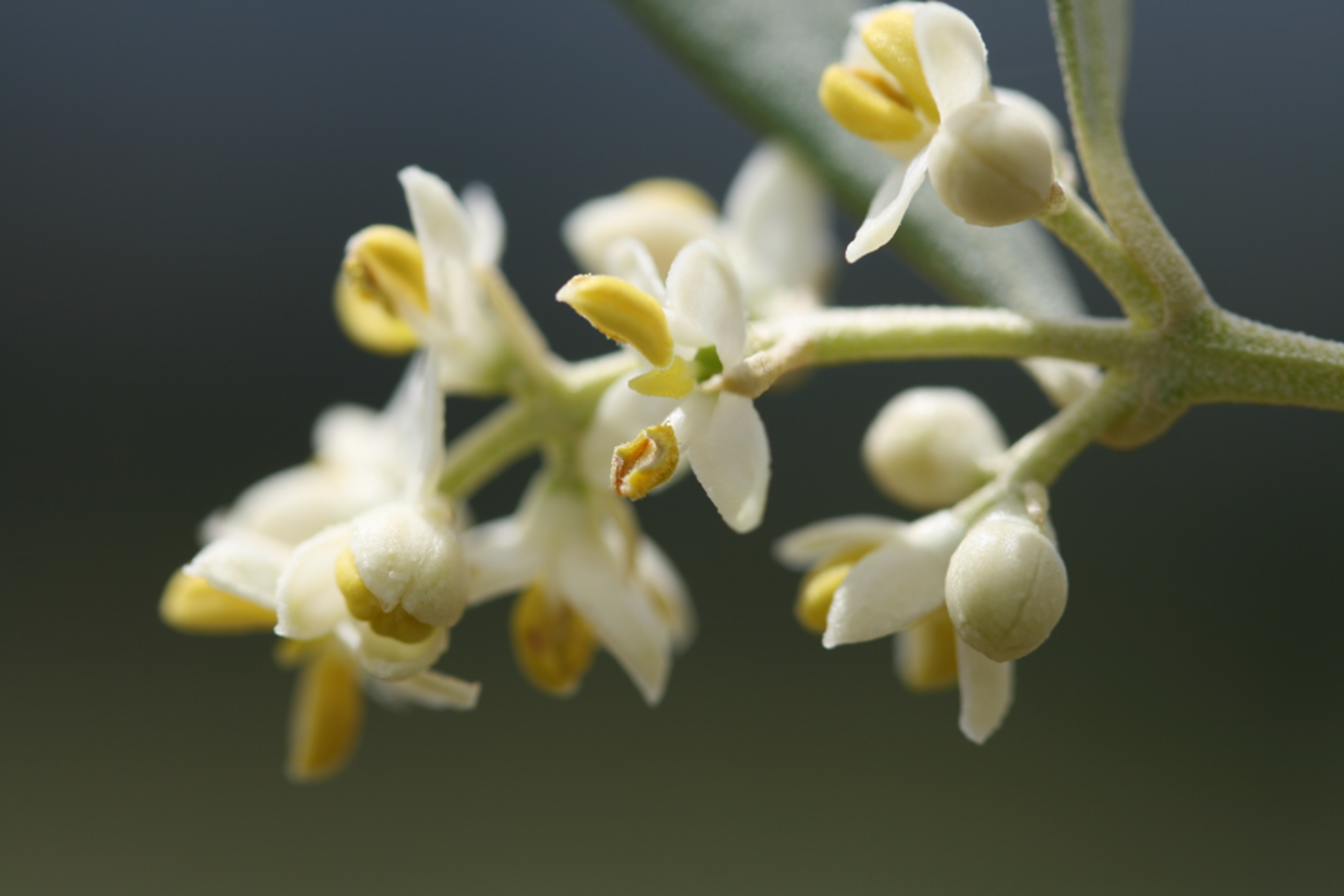 olive-flower.webp