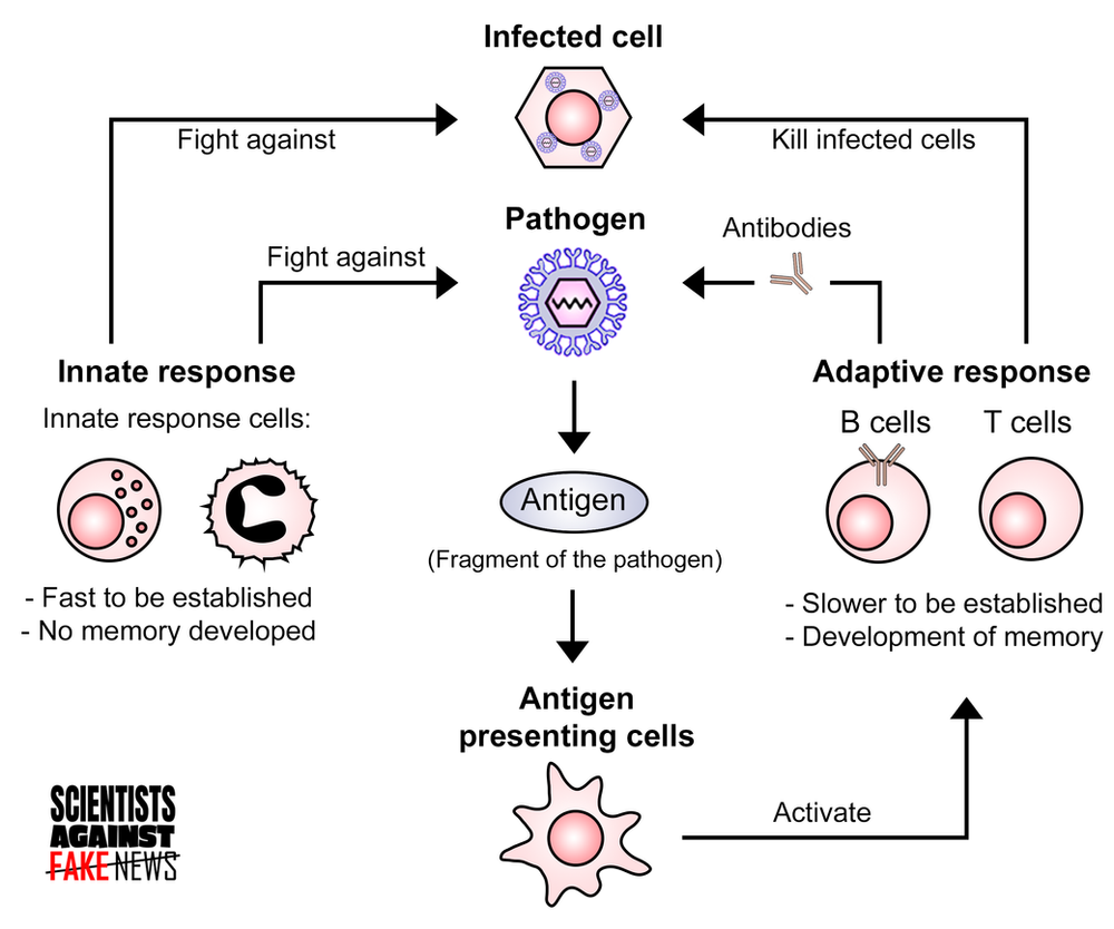 How Does the Immune Response Function?