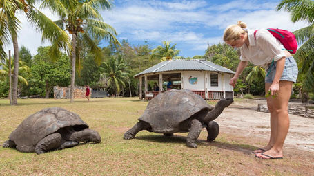 Curieuse Island Giant Tortoises Guide