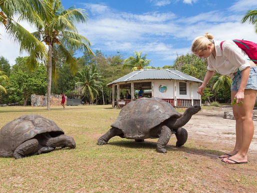 Curieuse Island Giant Tortoises Guide