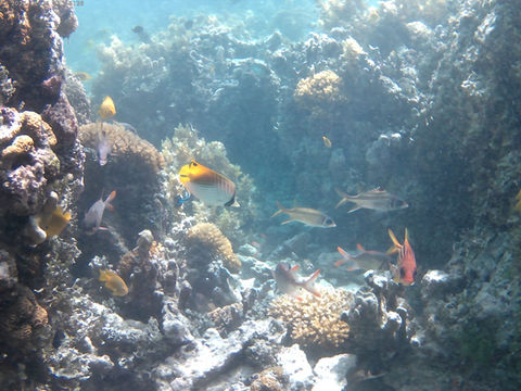 Loyalty Charter snorkelling adventure