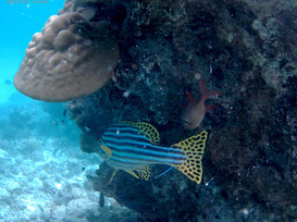 Loyalty Charter snorkelling adventure