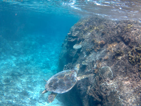 Loyalty Charter snorkelling adventure
