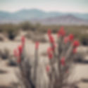 ocotillo cactus in nature at a distance_edited.jpg