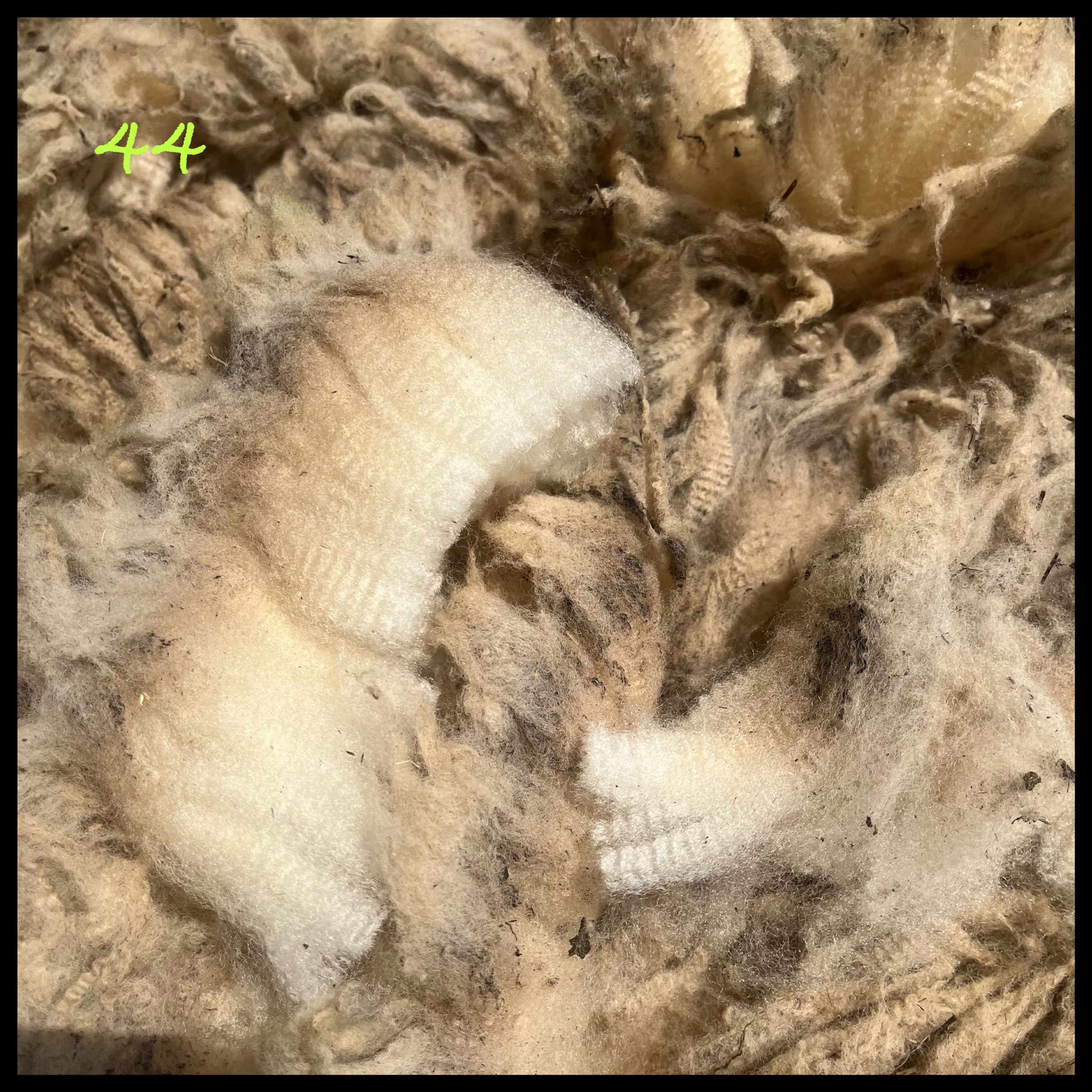 44【フライスランド(ホゲット)】1.4㎏