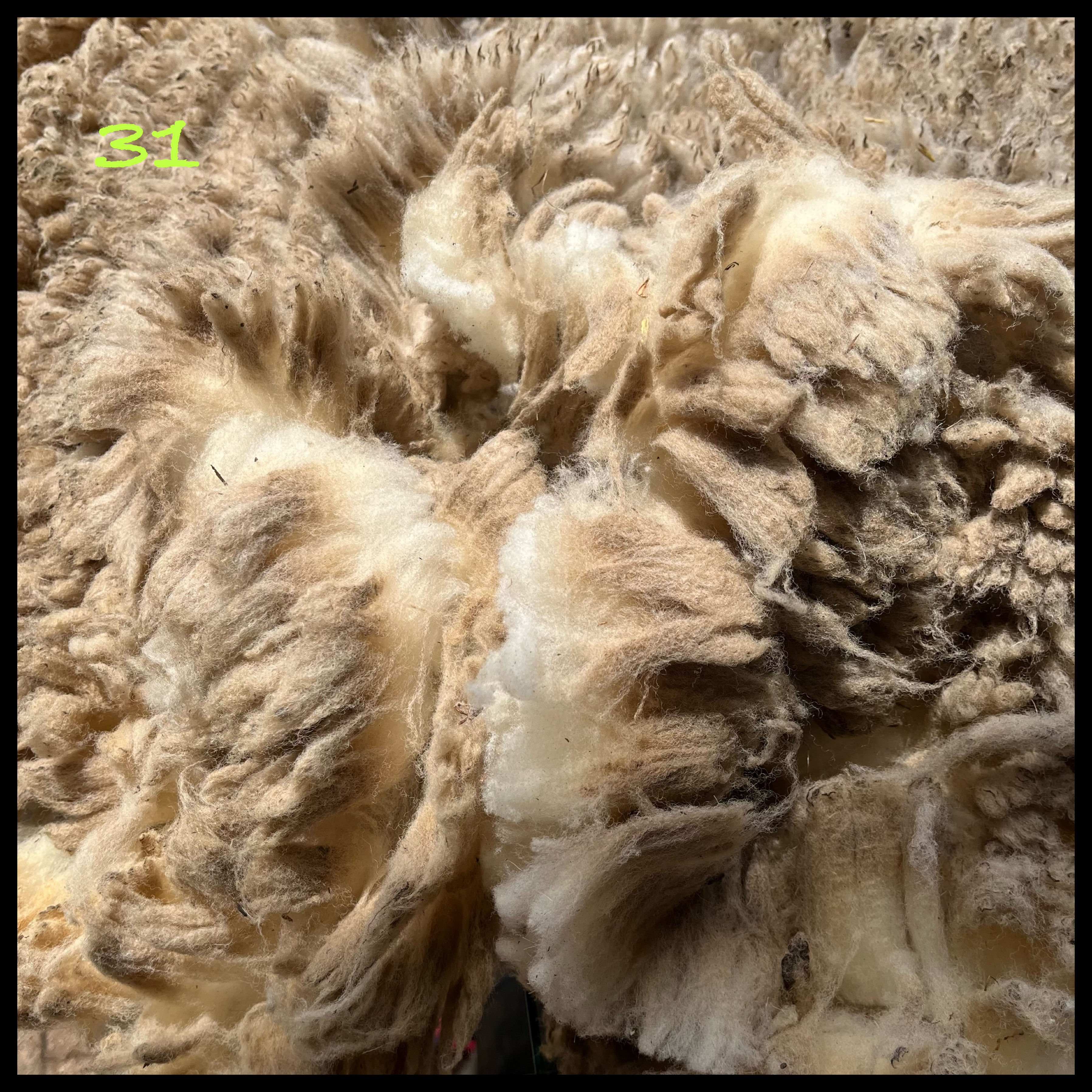 31【フライスランド×サウスダウン】1.3㎏