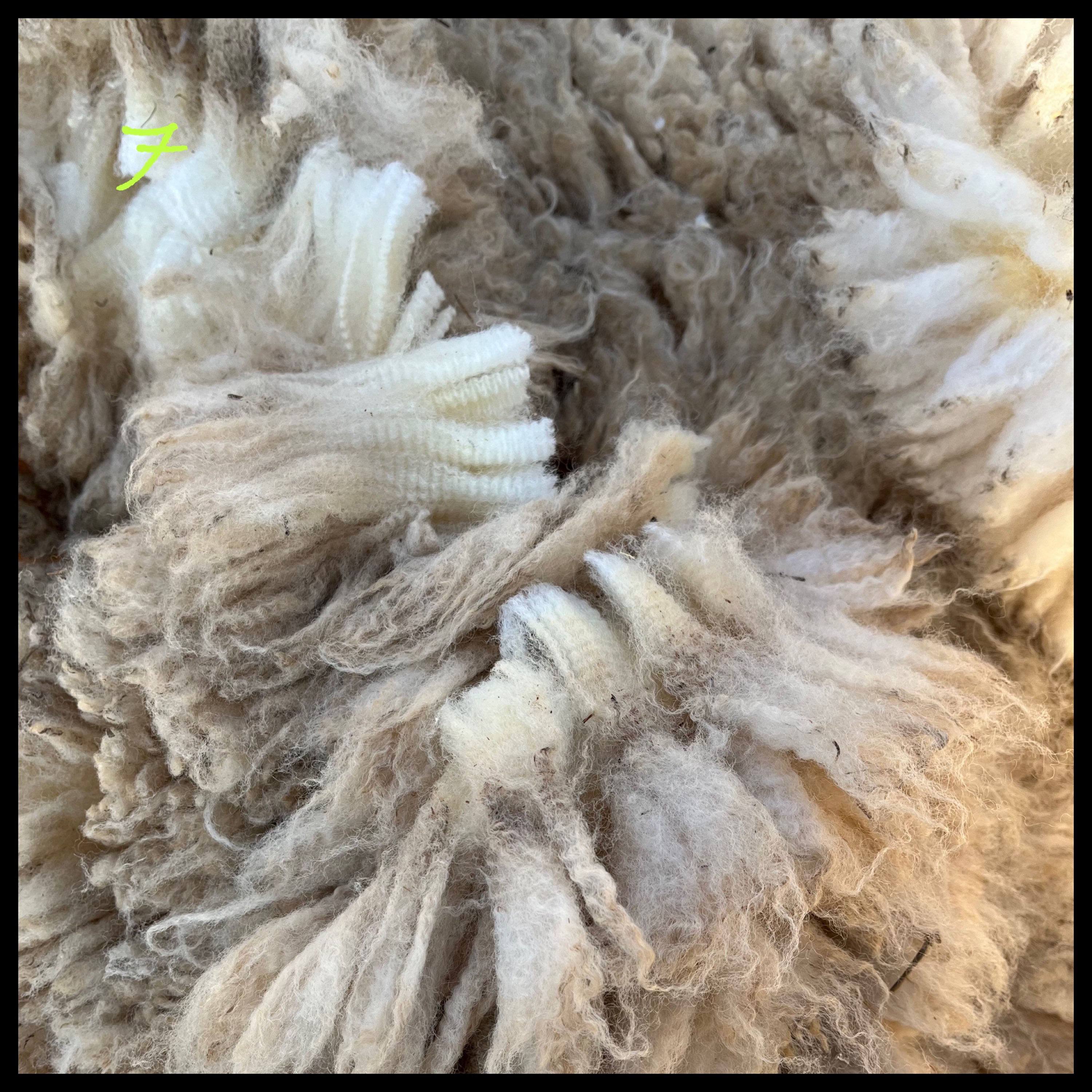 7【ブールーラ・ドーセット】1.6㎏