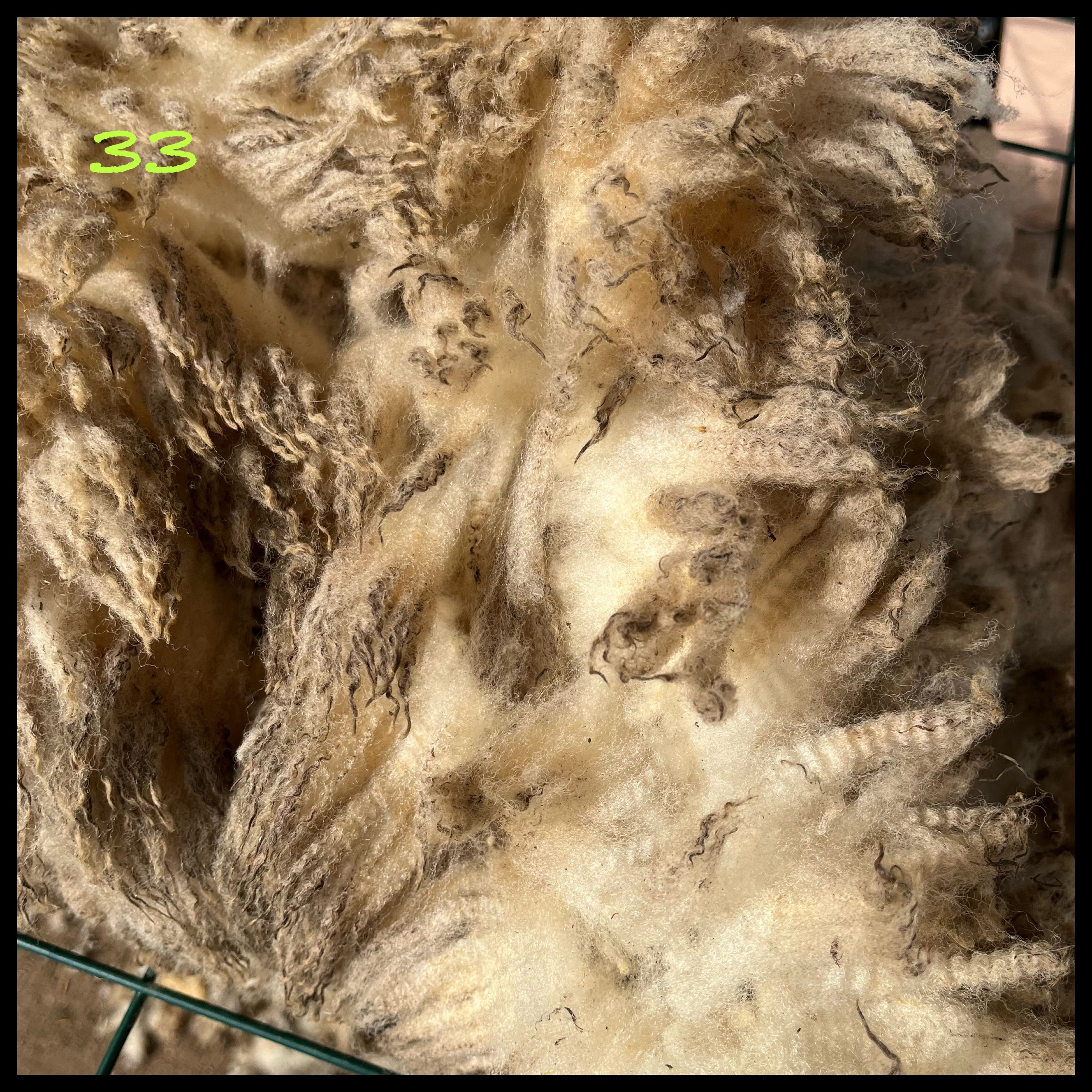 33【サウスダウン系】0.9㎏