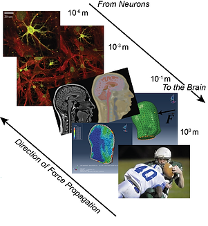 TBI_Multiscale.png