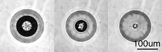 9415_fra_Fig3.tiff