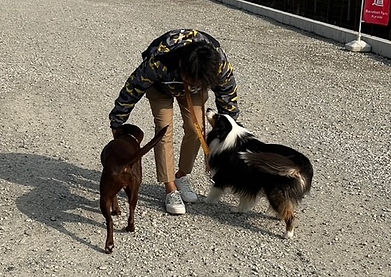犬との触れ合い
