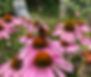 Im Else Workation Retreat gibt es einen großen bunten Garten
