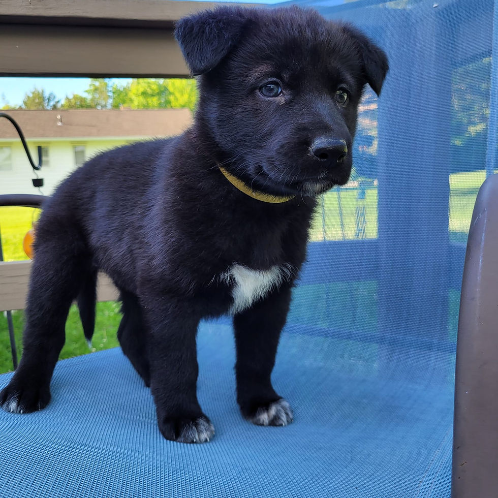 wolfdog puppies for sale