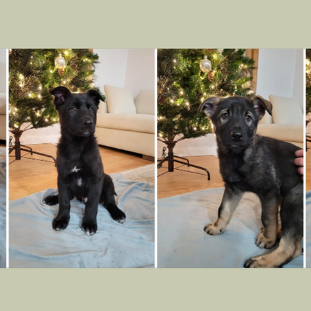 lovely and playful wolfdog puppies