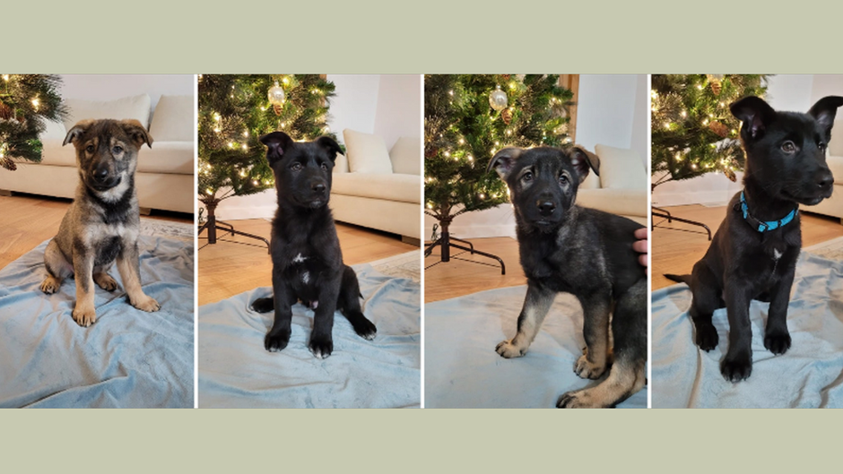 lovely and playful wolfdog puppies