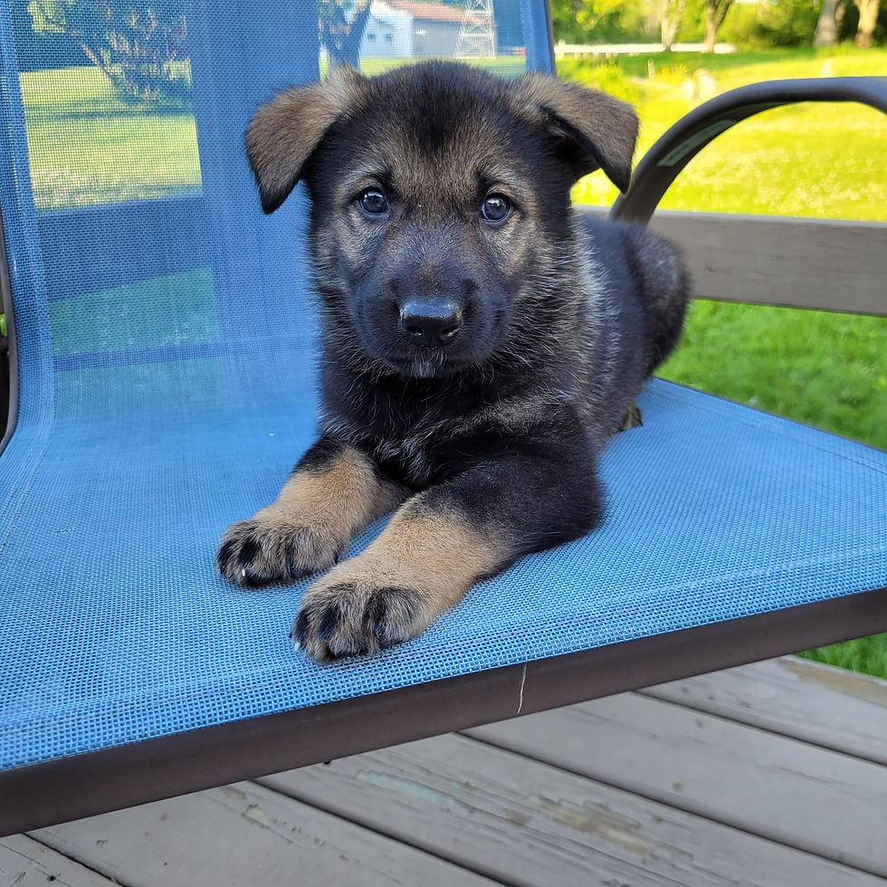 wolfdog puppies for sale