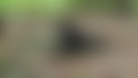 our most intelligent and loving wolfdog