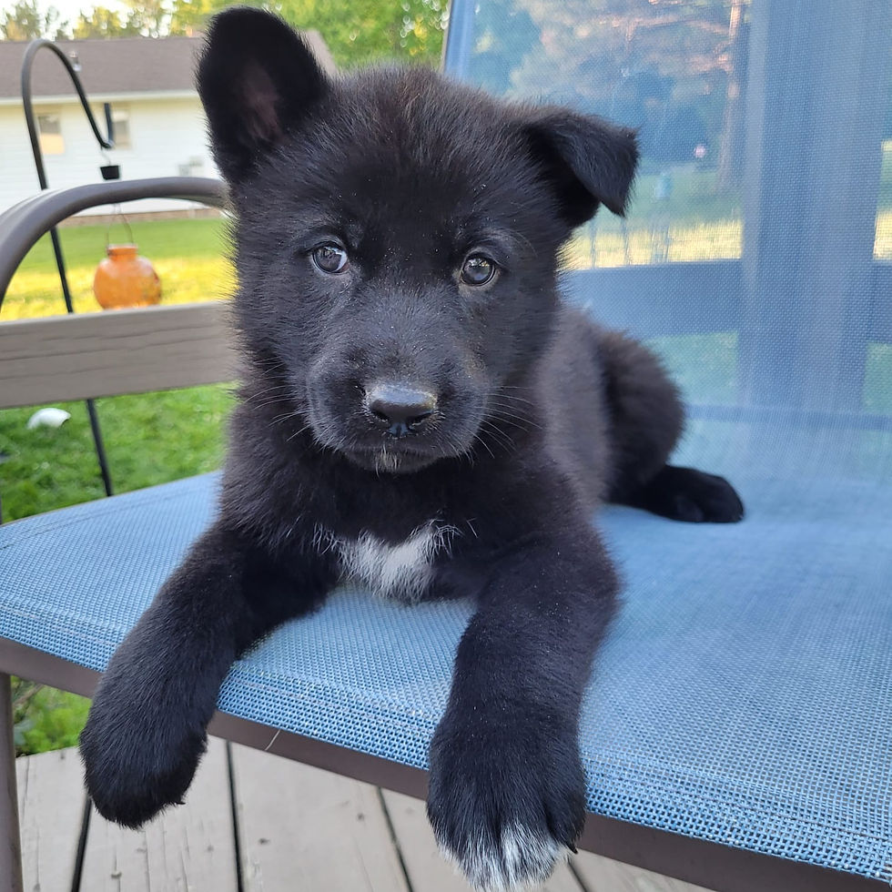 wolfdog puppies for sale