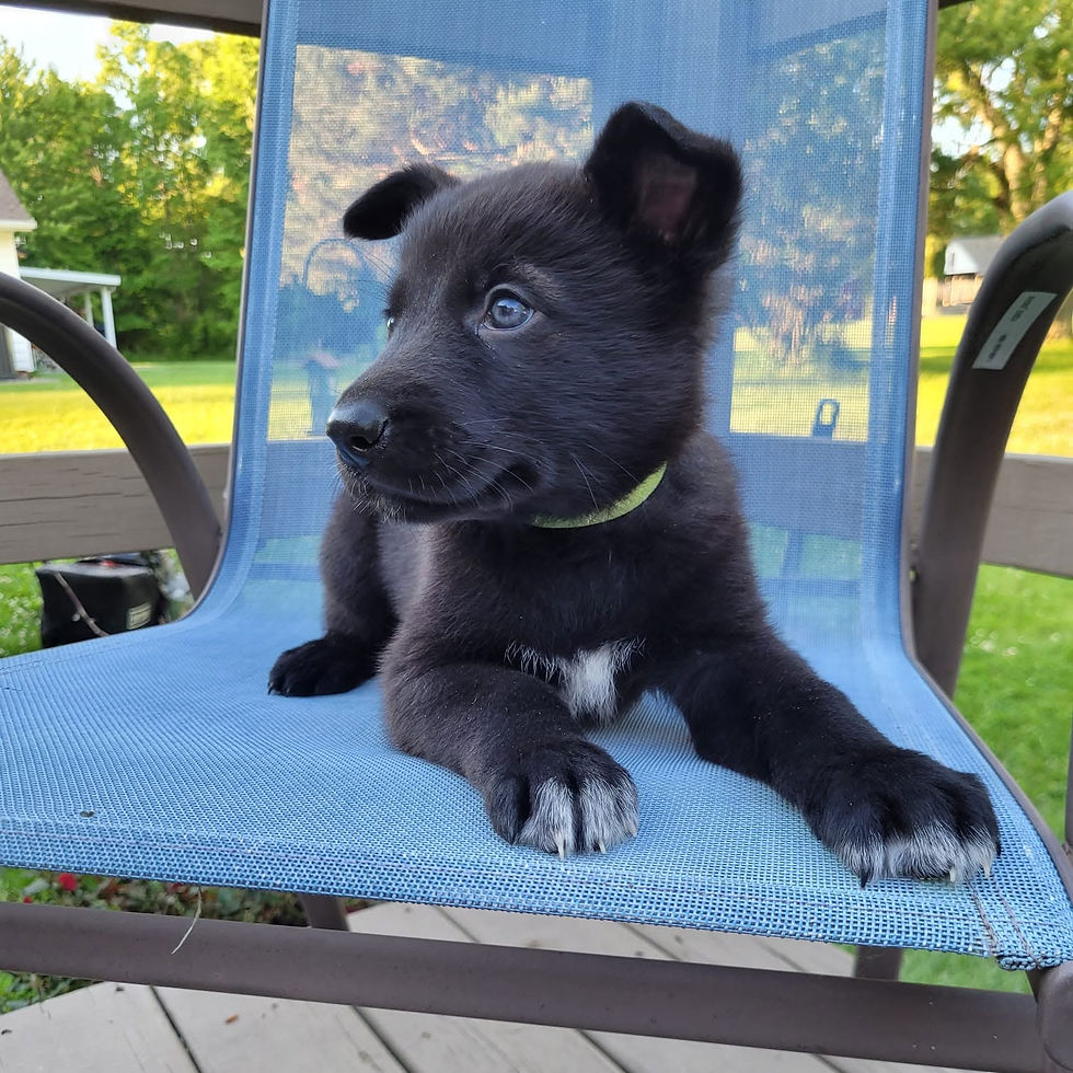 wolfdog puppies for sale