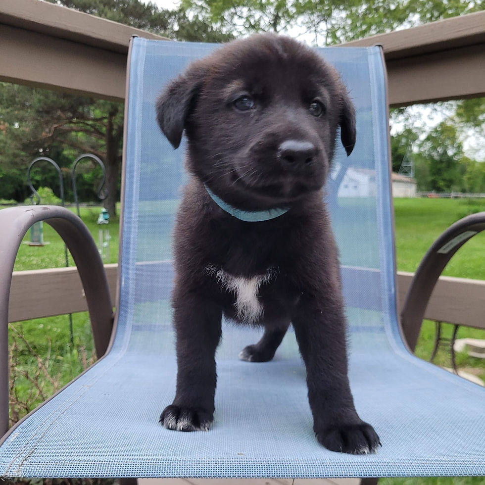 wolfdog puppies for sale