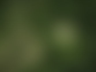 Associação Yanomami pede investigação após denúncia de mortes de indígenas isolados