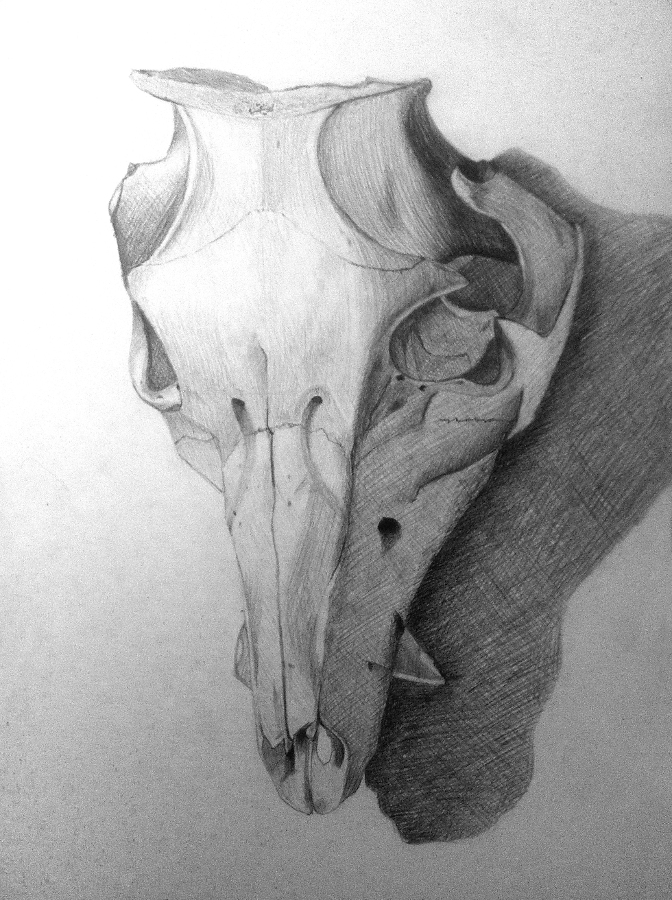 Skull drawing. Pencil