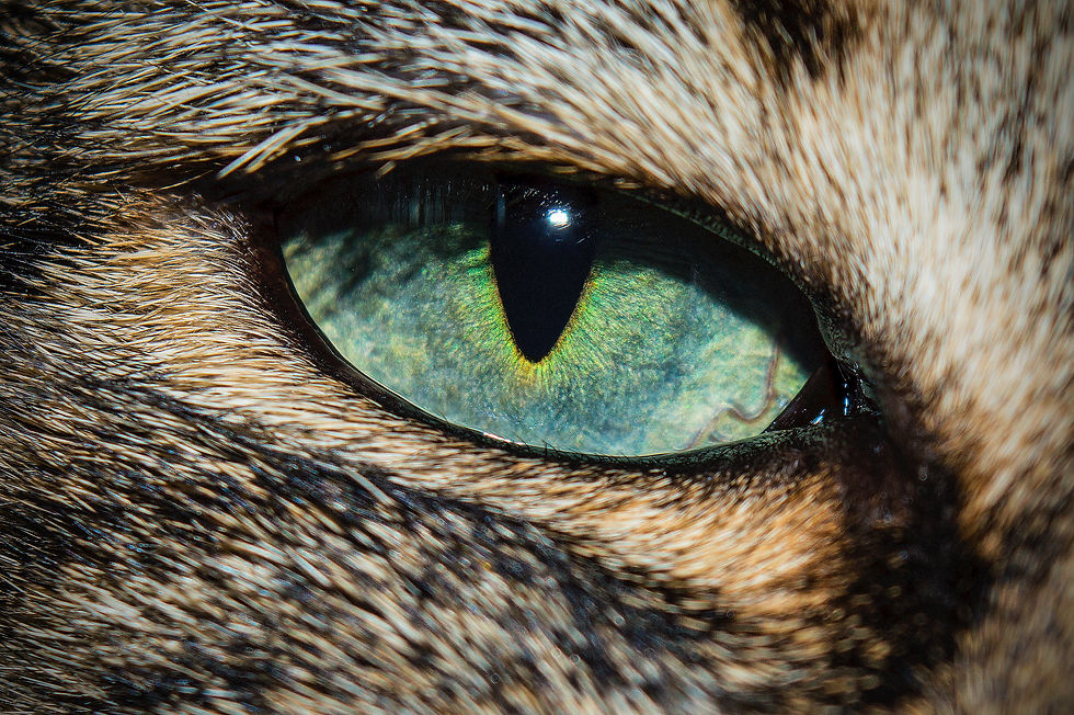 Cat Eye Close Up