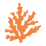 Seaweed-17.png