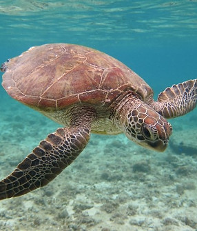 ウミガメ.jpg