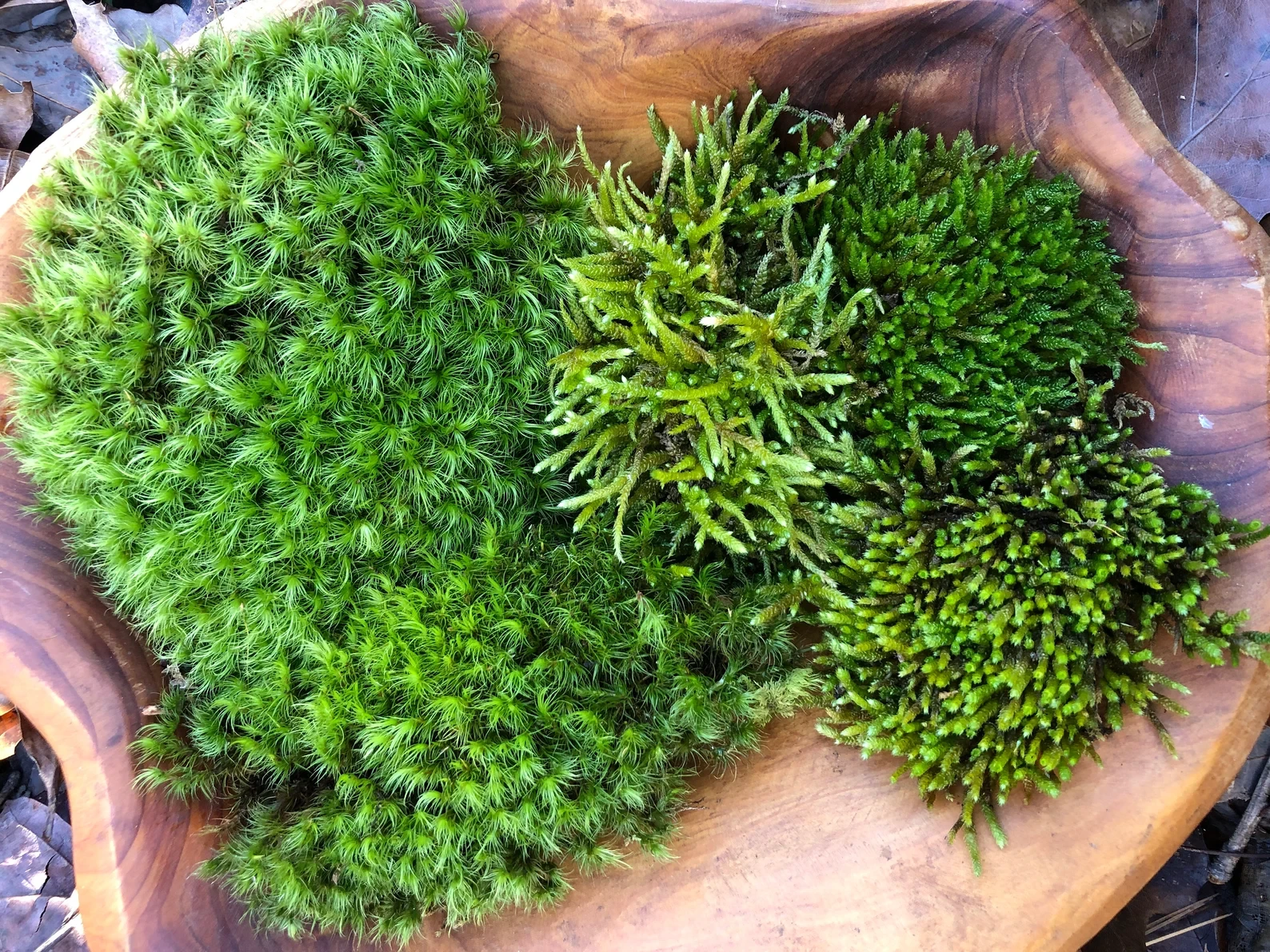 2 Variety Live Moss Mix- Mood Moss & Cypress Moss
